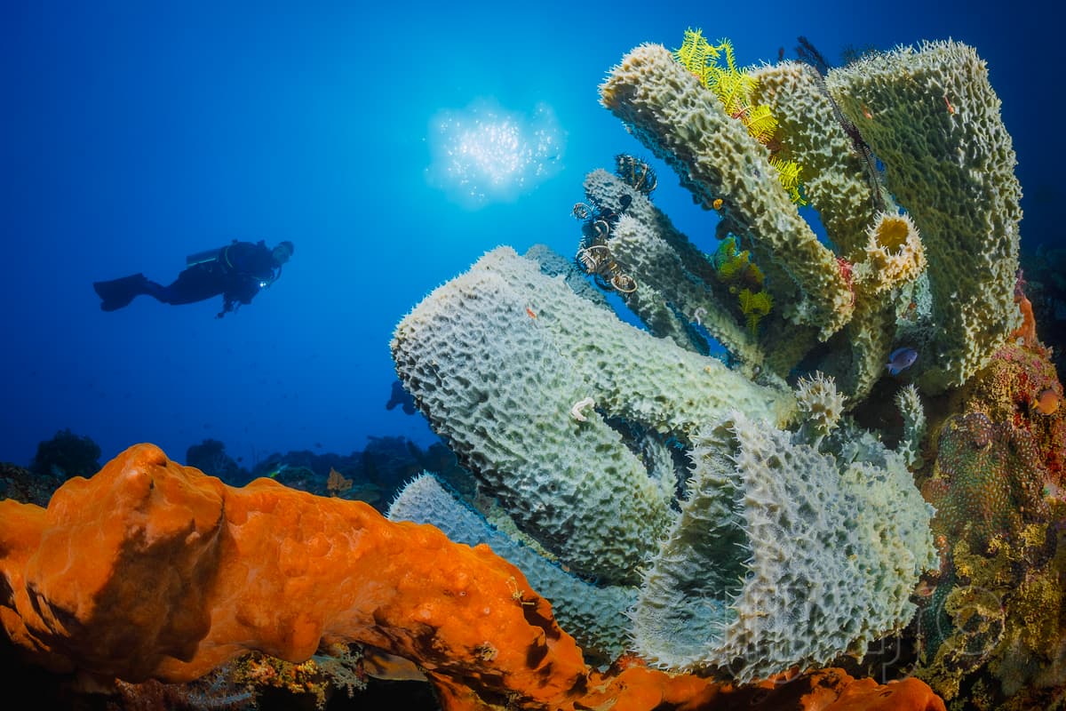 Barrel sponge coral wall at Menjangan Island, West Bali National Park